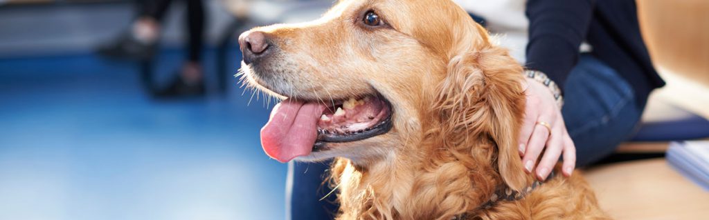 Golden Retriever at the vets