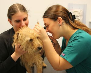 Nurse checking dogs ear