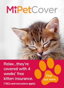 MiPet Cover kitten advert