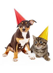 Puppy and kitten in party hats
