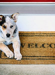 Dog on welcome mat