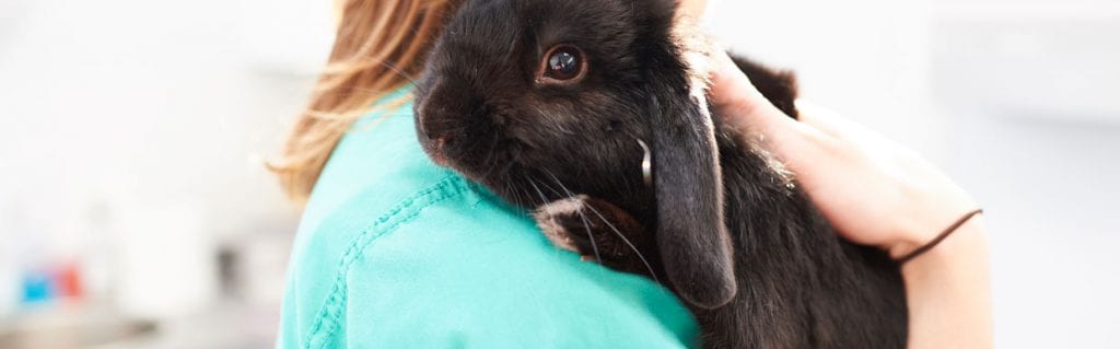 black rabbit with vet banner